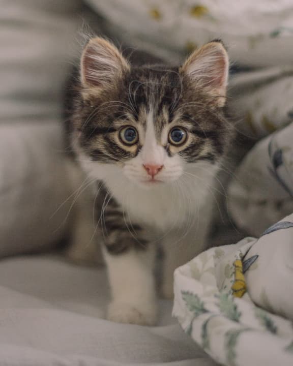 кошеня